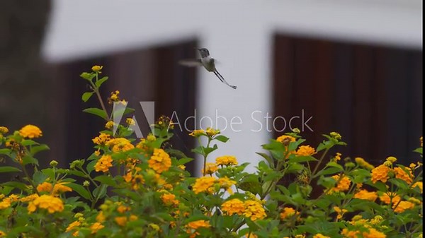 Male cora hummingbird (Thaumastura cora) flying over lantana flowers, turning and feeding, with urban white wall in background.