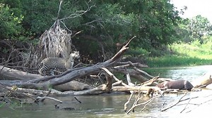 Standoff! Another #jaguar encounter with a giant otter in the Brazilian Pantanal means another tense interaction. These big otters just know how to get under a jaguar's spots! What are your favorite interactions other animals have with big cats? Credit: Rafael Hoogesteijn/Panthera | Panthera