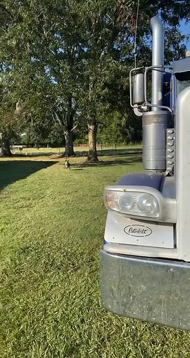 #fyp#louisiana #geauxtiger #cajuncoonass #hopperbottommafia #blueheeler #rideordie #needwashing#peterbilt389#farmlife