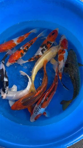 ✅ NEW ARRIVAL / 新到货 🇯🇵 Japan Import • 36–40cm From Marusei & Marudo Farm / 来自 Marusei & Marudo 鱼场 🐟 Varieties Included / 品种包括： Sanke • Showa • Aka Matsuba • Kohaku Ginrin Chagoi • Shusui • Yamabuki Ogon Shiro Utsuri • White Platinum 📹 Clear video for viewing / 视频清晰可慢慢欣赏 📩 DM for details / 私信了解详情 👇 Comment your favourite koi / 留言你最喜欢的品种！ #KoiShowcase #Nishikigoi #JapanKoi #KoiMalaysia #KoiCommunity #Ipoh | Kobe Leong