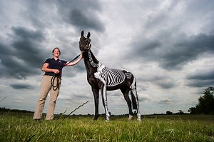 About The Academy | Horses Inside Out