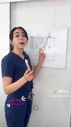 Tipos de glándulas de sudor y su función