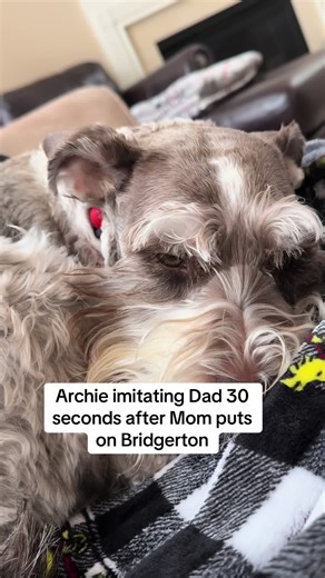 Seriously, the show needs dragons or vampires or something. 🐉🧛‍♂️#archietheschnauzer #dogsoftiktok #miniatureschnauzer #funnydog