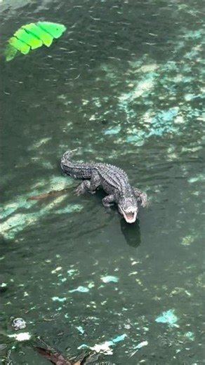 Surprise while cleaning a above ground pool #abovegroundpool #abovegroundpools