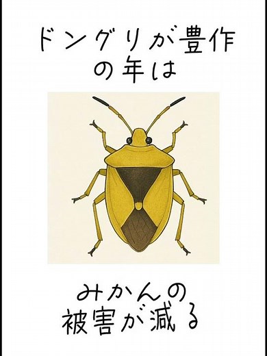 陽だまりファーム カメムシとの戦いは、毎年のように繰り広げられるミカン農家の宿命。しかし、自然の中で営まれる農業においては、すべてを制御することはできません。