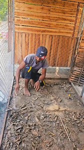 The chicken coop has been cleaned | Joty's Aviary