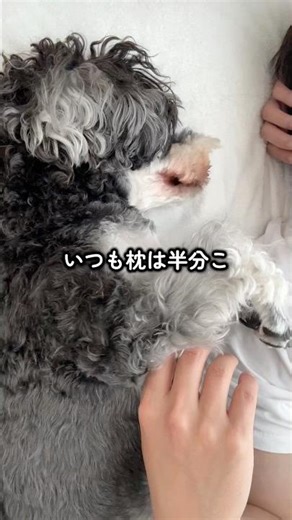 わんこの方が一番いい場所で広々寝てるあるある🐶 #ミニチュアシュナウザー
