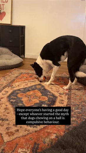 #bordercollie #australiancattledog #blueheeler #dogtraining #redheeler | Wild at Heart Dog Training & Behaviour Consulting