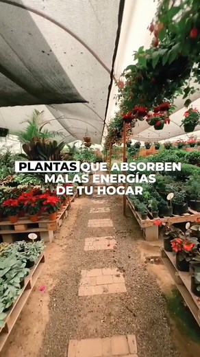 ✨ Sabías que algunas plantas pueden transformar la energía de tu hogar? 🌱💫 🌿 Bambú de la Suerte: Atrae prosperidad, armonía y buenas vibras. Colócalo en el área de la entrada para activar su magia! 🌴 Palo de Brasil: Perfecto para renovar ambientes cargados. Absorbe la mala energía y la convierte en calma. Tu espacio necesita paz? 🌟 🌵 Suculentas: Resilientes y poderosas, almacenan energía positiva y simbolizan la capacidad de prosperar incluso en las circunstancias más desafiantes. 💡 Cuál 