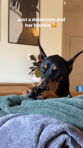 Just a #doberman and her blanket #doberman #funnydog #funnydoberman #cutedog #cutedoberman #cutepuppy #funnypuppy #dobermanpinscher #dobermanblanket | Maze the Doberman