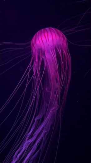 Most Beautiful Sea Animals in the World