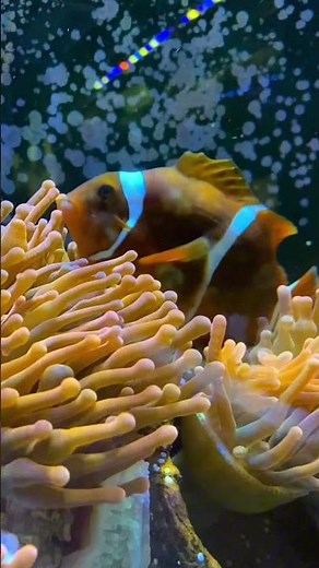 Maroon Clownfish Hosting Rose Bubble Anemone 🌸🐠 | Reef Magic Moment #anemone #clownfish #aquarium