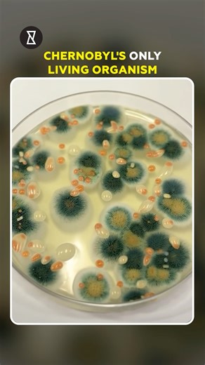 This Chernobyl Fungus is Thriving under Radiation. Here's How! 🌍☢️ #shorts #science