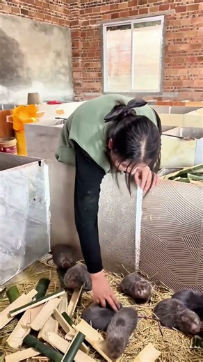 The Giant Bamboo Rats of China