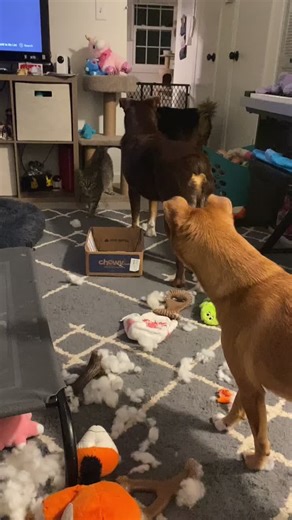 Scary Cat or Scaredy-Cats? Exploring Cat and Dog Reactions