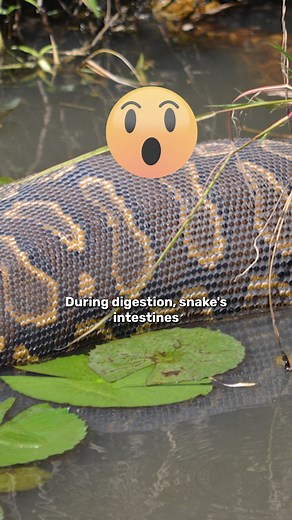 What a snakes digestive system looks like | IFLScience