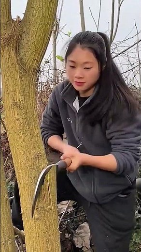 The process of logging camphor tree with a tungsten steel knife