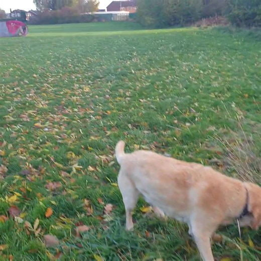 A touch windy 🤣 | Fluffs&Scruffs