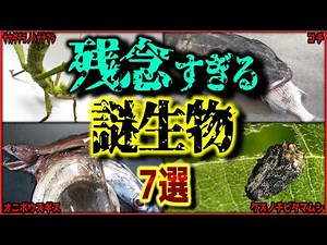 【閲覧注意】とてつもなく残念な悲しき生物 7選【ざんねんないきもの事典】【ゆっくり解説/作業用BGM/睡眠用/9割が知らない】