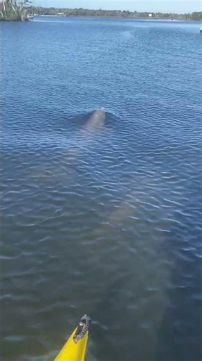 Dolphins and Dr Chambers Morning Workout!