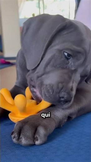 The Cane Corso, a protective giant