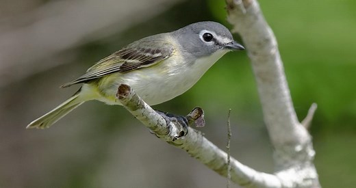 Blue-headed Vireo Identification, All About Birds, Cornell Lab of Ornithology