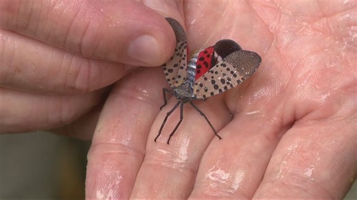 Ohio awards $15K to fight 2 invasive species in Hamilton County