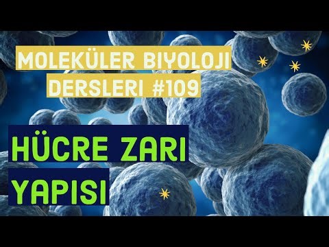 Hücre zarı yapısı #fosfolipidler #membran #hücre