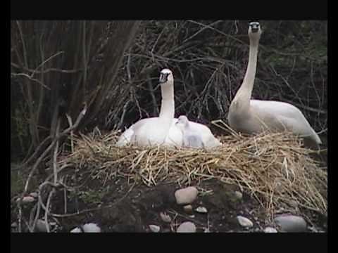 Trumpeter Swans & Cygnets - Jackson Hole, Wyoming