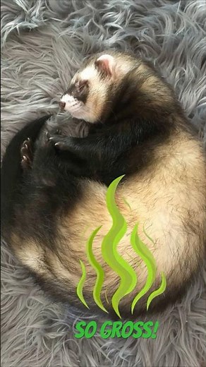 These Animals Fart… and It’s Hilarious! 😂💨