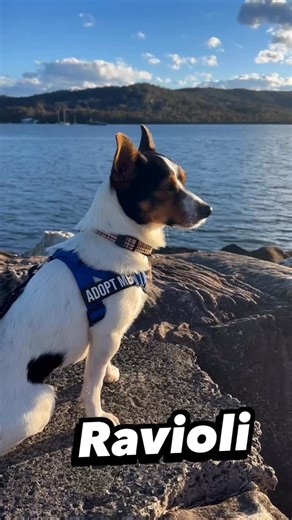 Maggie's Rescue on Instagram: "Smart, affectionate, playful, loyal and sometimes soulful it’s Ravioli. Adoption applications are open 💌 https://www.savour-life.com.au/adopt-a-dog/search-now/view/102335"