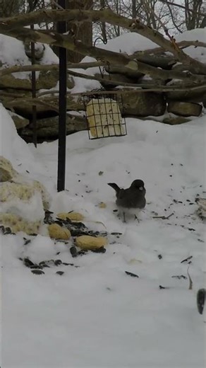 Watch dark-eyed juncos forage in the snow at a backyard feeder #amazingspecies