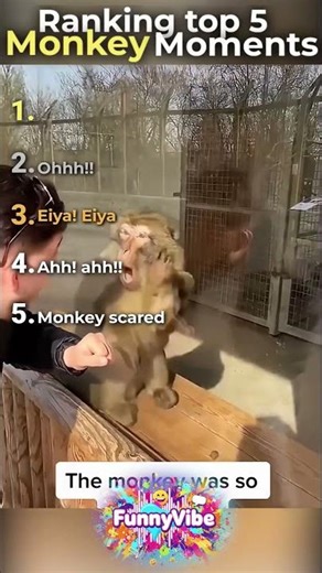 Top 5 Monkey Funny Moments ll #fail #fails #baby #babyfail #funny #monkey