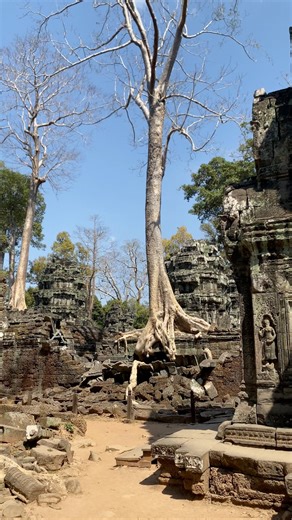 Ta Prohm Temple, located in the Angkor Archaeological Park near Siem Reap, was built in the late 12th century by King Jayavarman VII. Originally a Buddhist monastery and university, it is famous for the giant tree roots that intertwine with its ancient stone walls, creating a hauntingly beautiful scene where nature and history blend together. #TaProhm #AngkorWat #SiemReap #Cambodia #AncientTemple | Bong Yan
