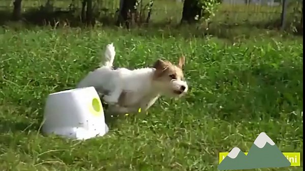 Automatic Dog Ball Launcher 𝒇𝒐𝒓 𝑺𝒎𝒂𝒍𝒍 𝒂𝒏𝒅 𝑴𝒆𝒅𝒊𝒖𝒎 𝑫𝒐𝒈𝒔, Tennis Ball Thrower Machine for Small and Medium Dogs, Interactive Dog Toys