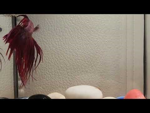 Betta Fish Life in 4K – So Relaxing