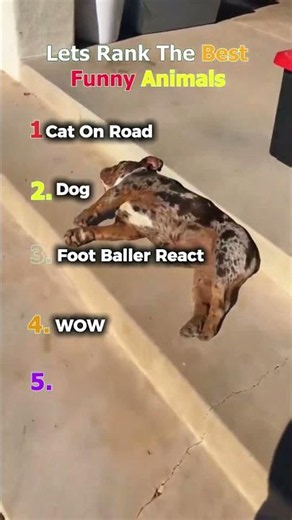 Ranking The Funniest Animal Memes Ever 🤣#shorts