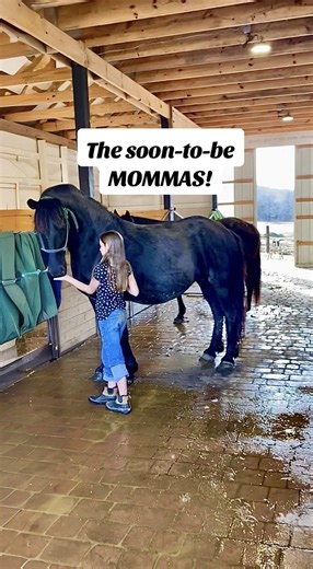 Soon to be Friesian (and imposter Friesian) mommies! | friesian horse
