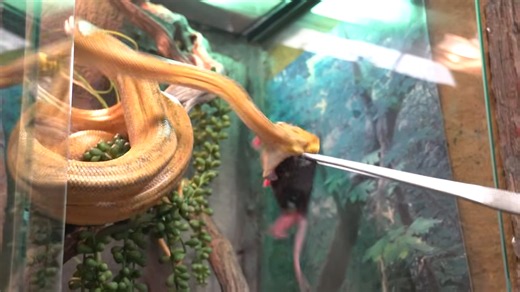 When giant snakes decide it’s dinner time