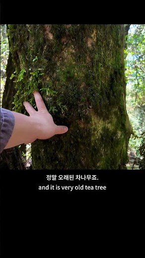 A True Ancient Tea Tree #tea #nature