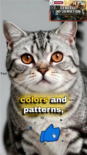 American Shorthair – The Friendly All American Cat!