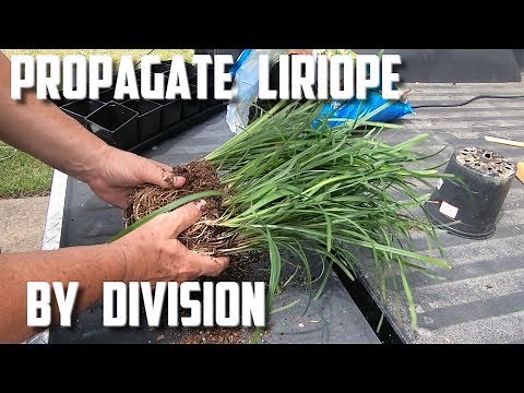 Propagate Liriope By Divison
