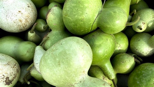 Diagnostic dilemma: A woman's homemade juice led to life-threatening 'toxic squash syndrome'