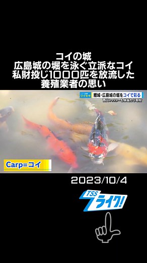 コイの城、鯉城の別名を持つ広島城には、堀にたくさんの立派なコイが泳いでいます。 実は５年ほど前まで数匹しかいませんでした。急激に増えた理由を皆さんはご存知でしょうか。広島に「イコイ」の場を作ろうとする養殖業者の奮闘をツイセキしました。 #広島城 #鯉 #コイ #広島 #tiktokでニュース