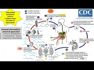 Esquistosomiasis o Bilharziosis