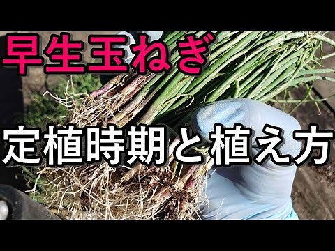 早生玉ねぎの定植時期と正しい植え付け方！【これやるとトウ立ちを抑制しよく育ちます】