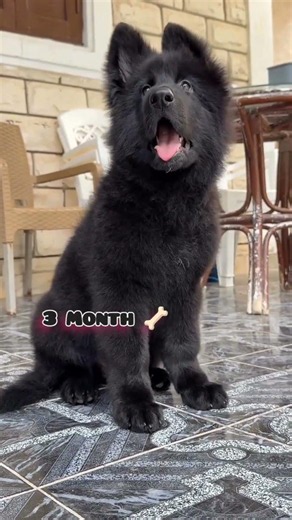 25 Days to One Year german shepherd transformation