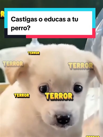¿Castigar a un perro realmente mejora su comportamiento? Educar a un perro no es solo frenar lo que hace mal, también es enseñarle qué comportamiento queremos que repita. #refuerzopositivo #educacioncaninaenpositivo #educacioncanina #AdiestramientoCanino #Cachorros