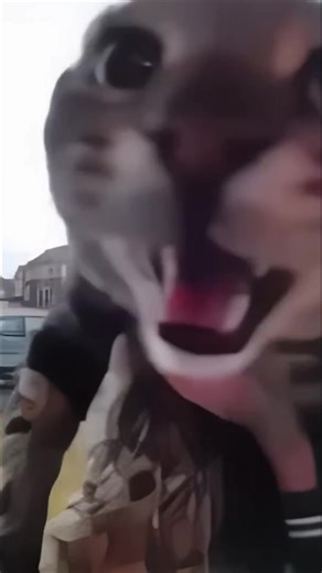 Kitten Meow Ringtone Phone 🐱😁 #kitten #meow #meme #kittenmeme #ringtone #nokia #fyp