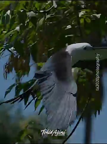 Swallow-tailed Kite in flight and hunting....#swallowtailedkite #birdsofprey #wildlife #explore
